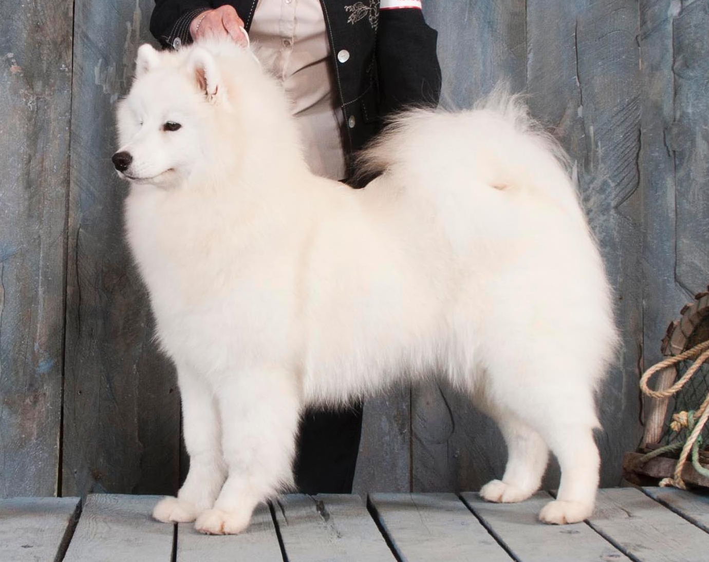 CH ETOILPOLAIRE SASKIA DE NIKITA